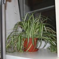 Hotel photos Chillax Hostel